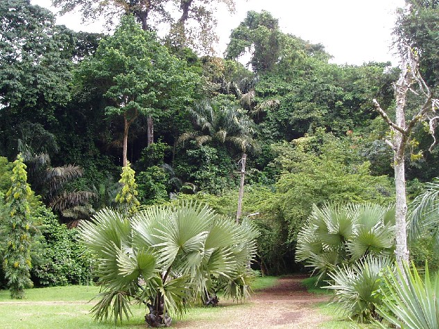 The Botanic Garden Limbe( photo: Njei M.T)